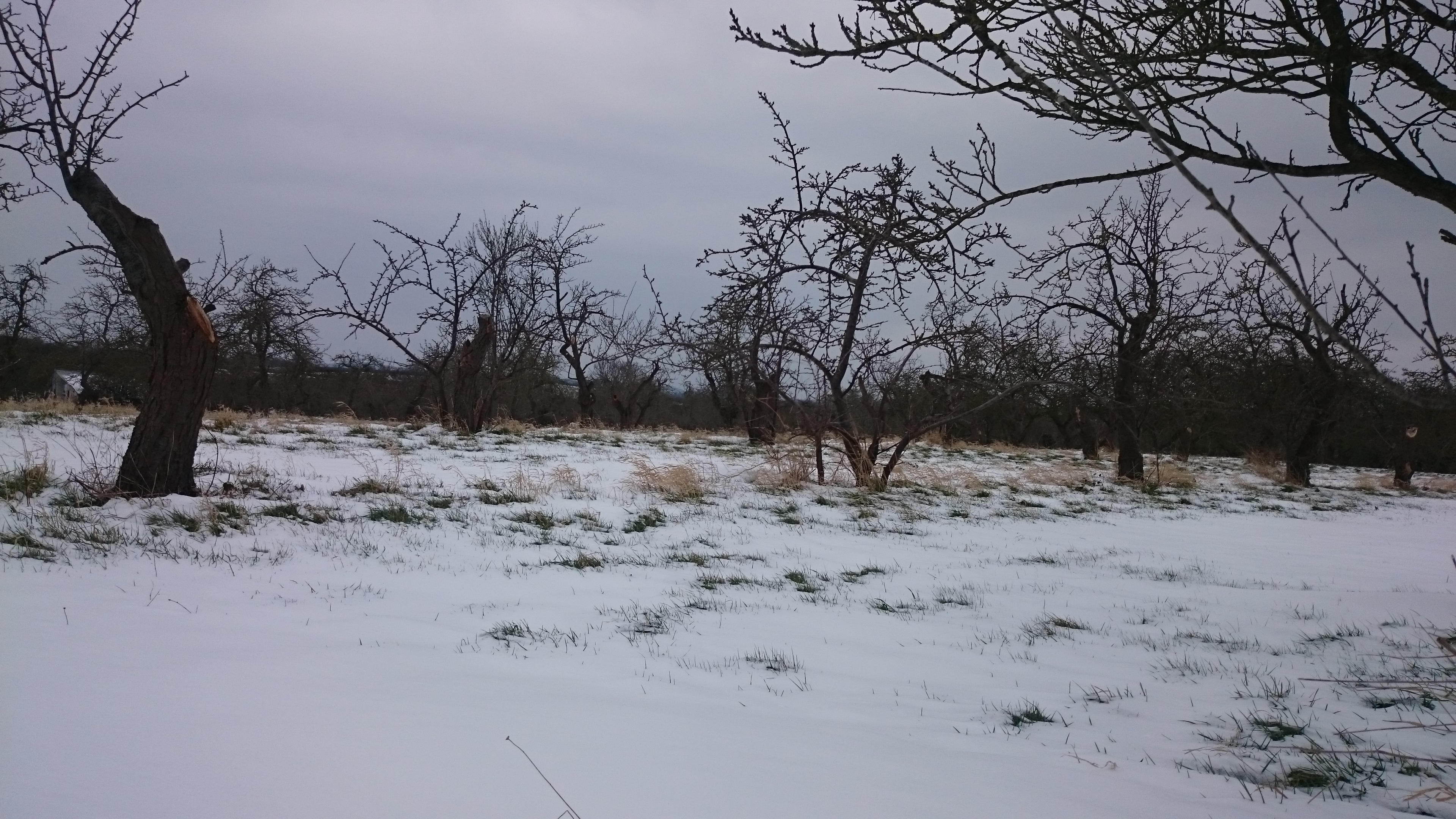 Snowy orchard